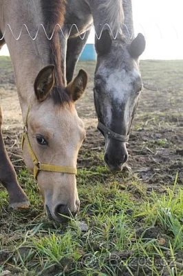 Prodám hřebečka Appaloosa
